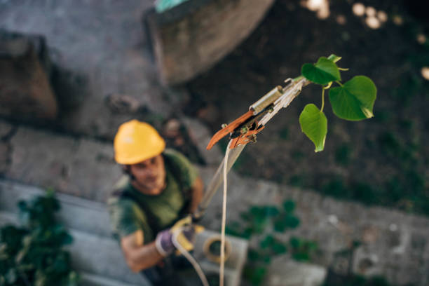 How Our Tree Care Process Works  in Winchester, IL